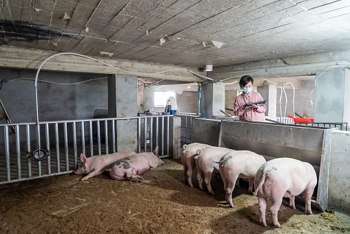 Woman using Digital tablet in Pig farm