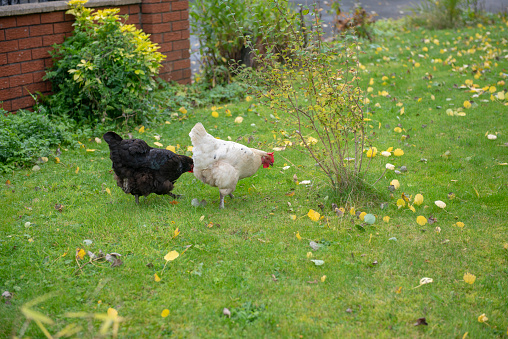 One black chicken and one white chicken grazing in a green garden in autumn