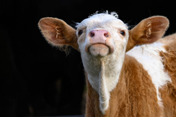istock Young calf portrait with black background 1431926159