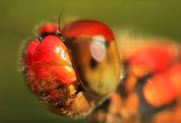 istock Dragonfly head taken with macro photography. 1431927938