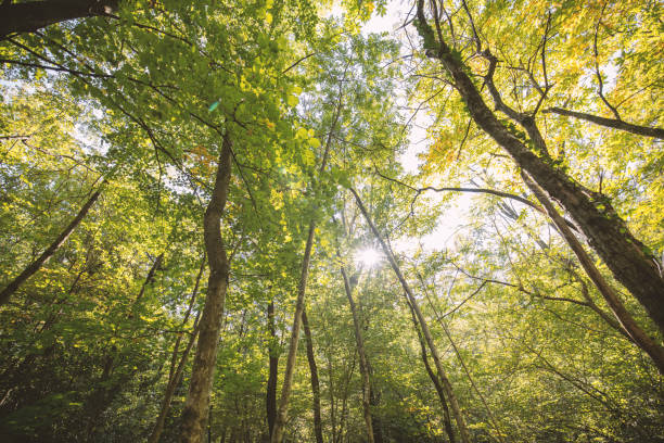 istock Healthy green forest, sunlight coming trough the trees 1431930436