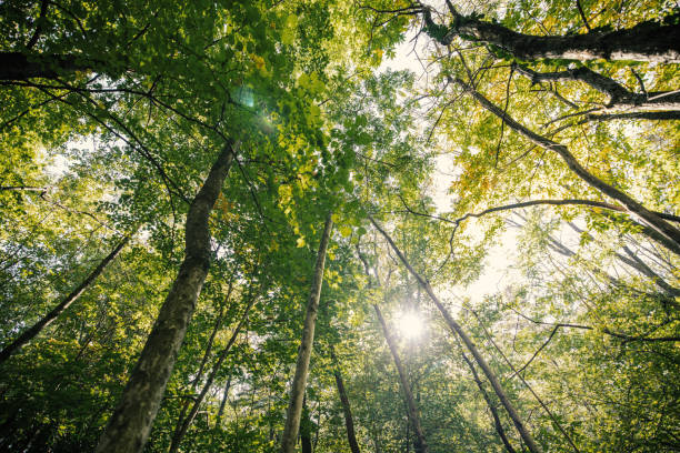 istock Healthy green forest, sunlight coming trough the trees 1431930604