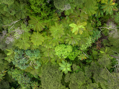 Aerial view of New Zealand fern trees