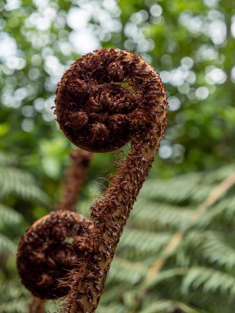 close up unfolding new zealand fern - fern spiral frond green imagens e fotografias de stock