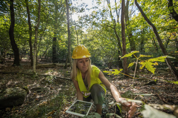istock Female scientist researching and analysing the forest 1431931294