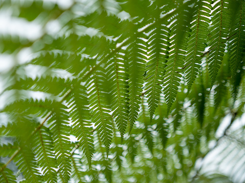 Detail of green fern leaf, Nature Abstract Background, Extreme Close-up