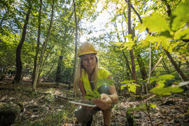 istock Female scientist researching and analysing the forest 1431931590