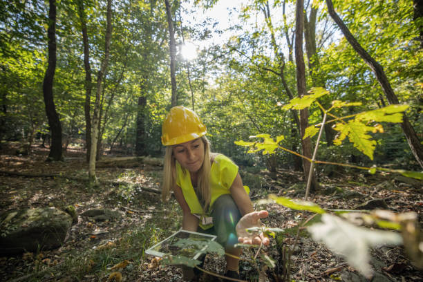 Female scientist researching and analysing the forest Female worker researching and analysing the forest ecologist stock pictures, royalty-free photos & images