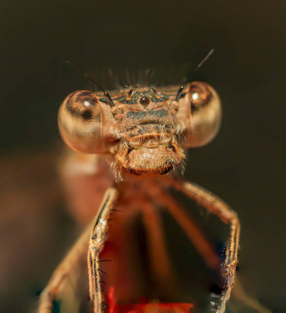 istock Amazing extreme sharp and detailed macro closeup of damselfly. 1431933456