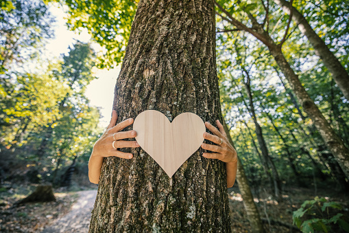 Closeup: Hands of woman hugging tree with heart shape