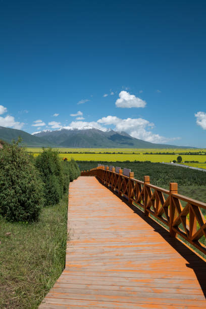 istock Footpath beside oilseed rape fields in Menyuan county, Qinghai Province 1431934652