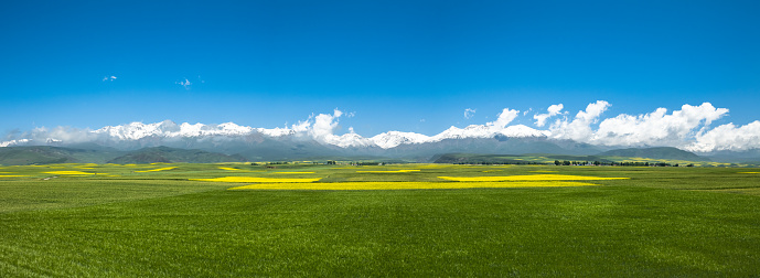 Panoramic view of oilseed rape and highland barley fields in Menyuan county, Qinghai Province