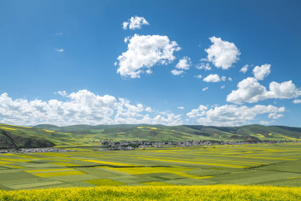Oilseed rape fields in Menyuan county, Qinghai Province