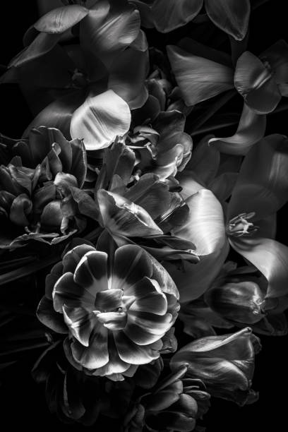 istock Flowers on dark background, black and white photo 1431934982