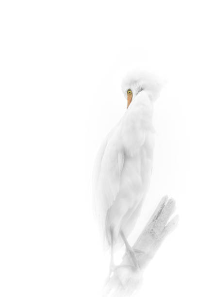 High key image of egret stock photo