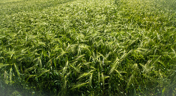 wheat in a field, Field with ripe wheat