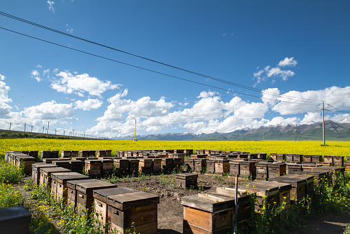 Bee hives at oilseed rape fields