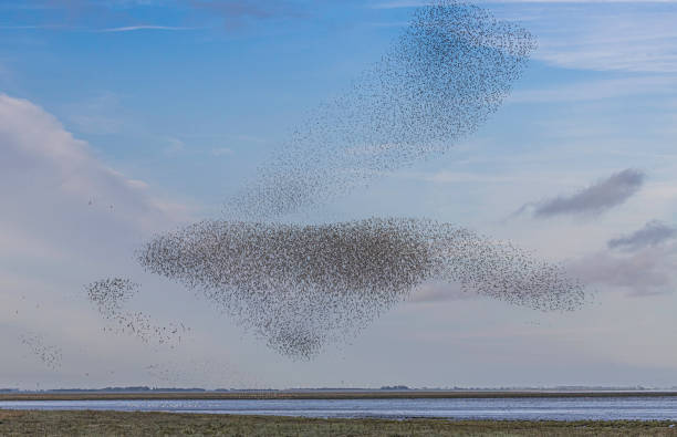 istock A murmuration of Knot (Calidris canutus) in flight. 1431935853