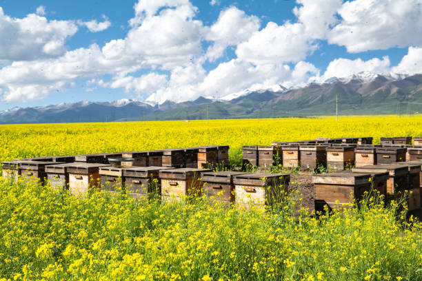 Canola field farm and crops in rural Manitoba Canada