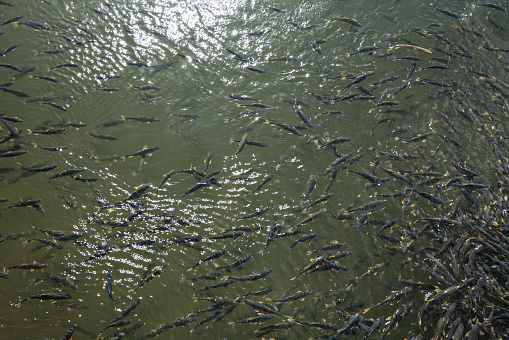 Gymnocypris przewalskii is the only wild economic fish in Qinghai Lake.