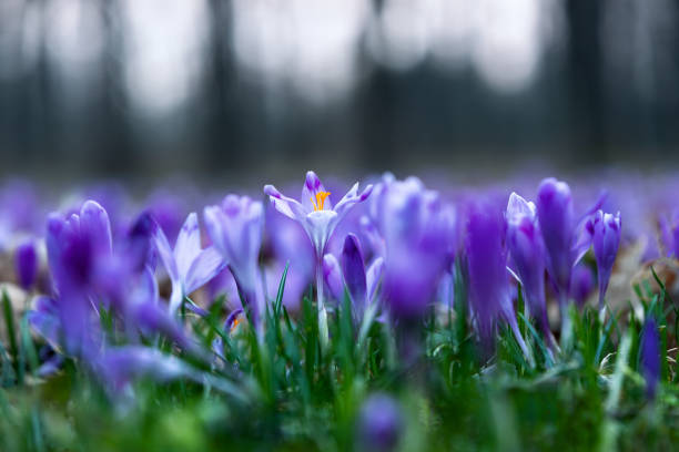 a lawn covered purple flowers of crocuses with the blurred background of green grass. spring sunny day. majestic nature wallpaper with forest flower. floral springtime. location place ukraine, europe - crocus nature purple green imagens e fotografias de stock