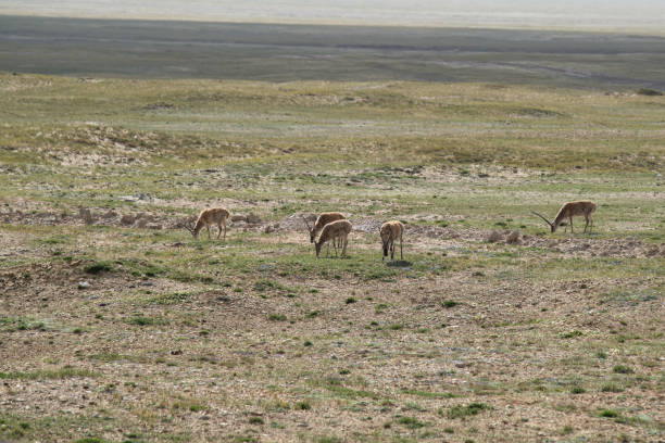 istock Tibetan antelope at Hoh Xil, China 1431937243