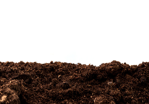 Peat moss isolaetd on white background with clipping path