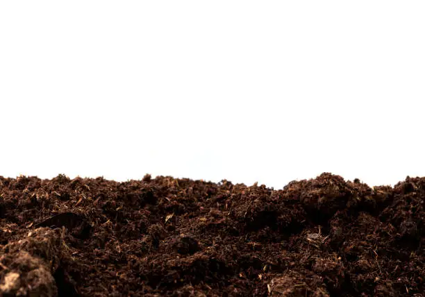 Photo of Peat moss isolaetd on white background with clipping path