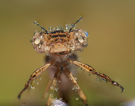 Amazing extreme sharp and detailed macro closeup of damselfly with waterdrop.