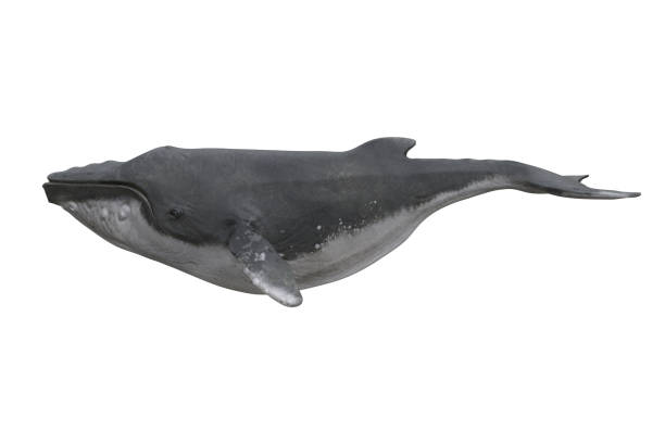 istock 3D illustration of humpback whale viewed from the side isolated on white background. 1431939447