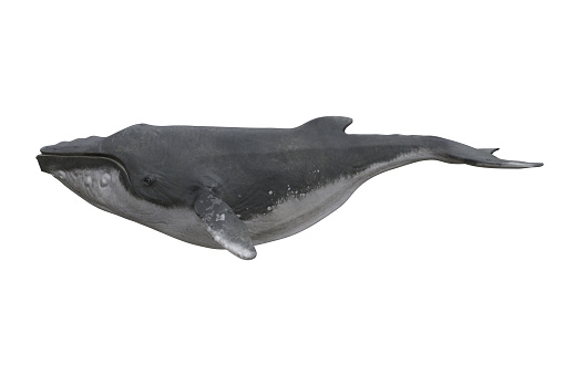3D rendering of humpback whale viewed from the side isolated on white background.