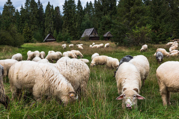 sheep grazing in old traditional village in carpathian mountains, poland - poland rural scene scenics pasture imagens e fotografias de stock