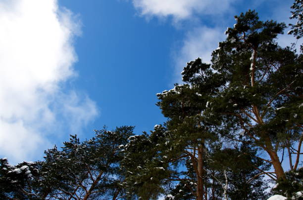 A snow-covered tree against the sky. Winter landscape.