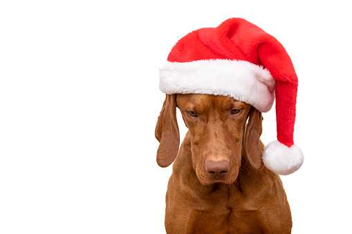 Dog Christmas Background. Vizsla wearing red Santa hat studio portrait on white background. Dog looking down headshot.