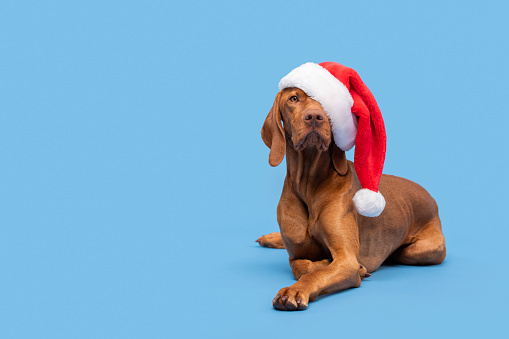 Dog Christmas Background. Vizsla wearing red Santa hat full length studio portrait on pastel blue background. Merry Christmas.