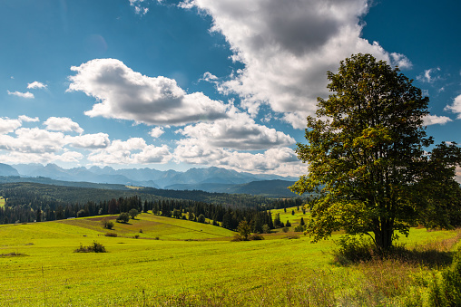 Nature landscape in Carpathian mountains with green meadows, blue sky and clouds.