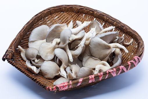 Cultivation of white mushrooms indoors. This mushroom is born from a sphere.