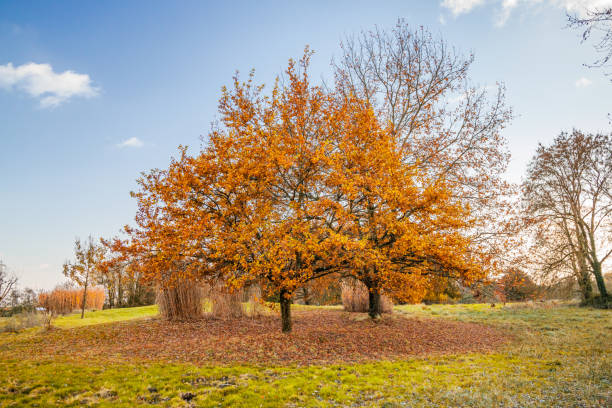 acer platanoides lub klon pospolity w jesienny dzień - leaf maple maple leaf autumn zdjęcia i obrazy z banku zdjęć