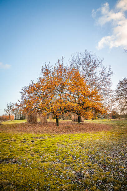 acer platanoides lub klon pospolity w jesienny dzień - leaf maple maple leaf autumn zdjęcia i obrazy z banku zdjęć