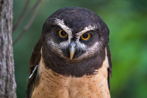 Spectacled Owl A spectacled owl portrait spectacled owls (pulsatrix perspicillata) stock pictures, royalty-free photos & images