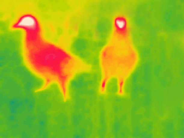istock guinea infrared on black background 1431947240