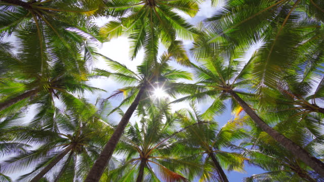 Coconut palm trees leaf bottom view sun green leaf Panorama blue sky summer. Coconut palm beach.