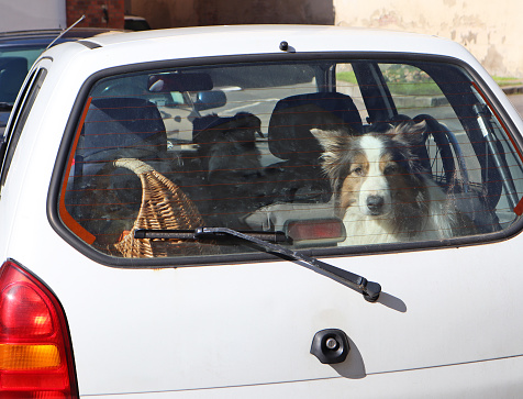Nice dog looking out of a car rear window