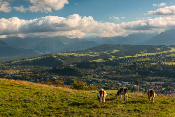 istock Cows grazing on meadow with Carpathian mountains in background, Podhale, Poland 1431950678