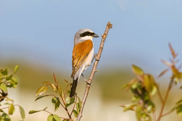 Red-backed Shrike\nLanius collurio