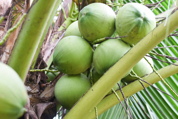 istock coconut fruit on tree. coconut agriculture concept 1431954340