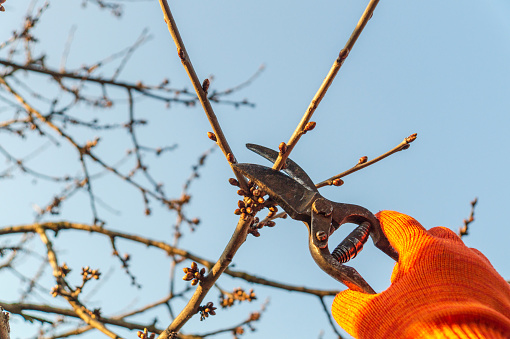Gardener cuts branches in spring by secateurs in the garden
