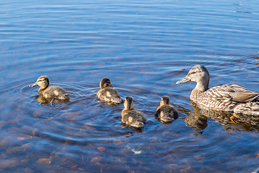 A mallard with small newborn fluffy ducklings swims in the clear water of the lake.