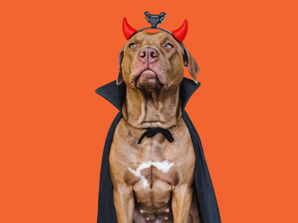 istock Charming, lovable brown dog and Count Dracula costume 1431957688