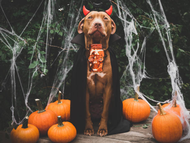 istock Charming, sweet brown dog and Count Dracula costume 1431961330